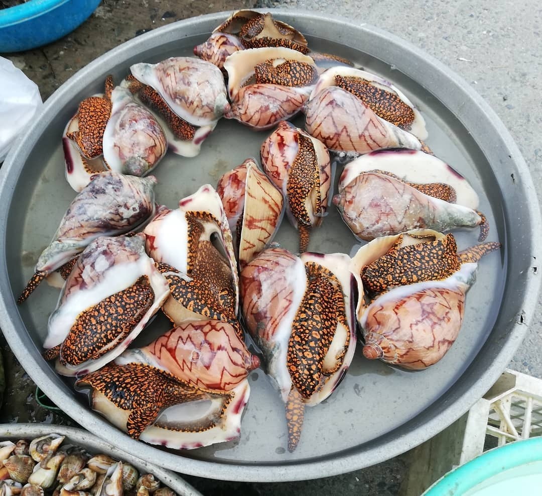 Nhiều loại ốc biển tươi sống đầy màu sắc đang được bày bán tại chợ Hàm Ninh Phú Quốc