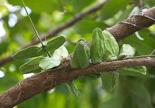 Trái mỏ quạ trong tự nhiên