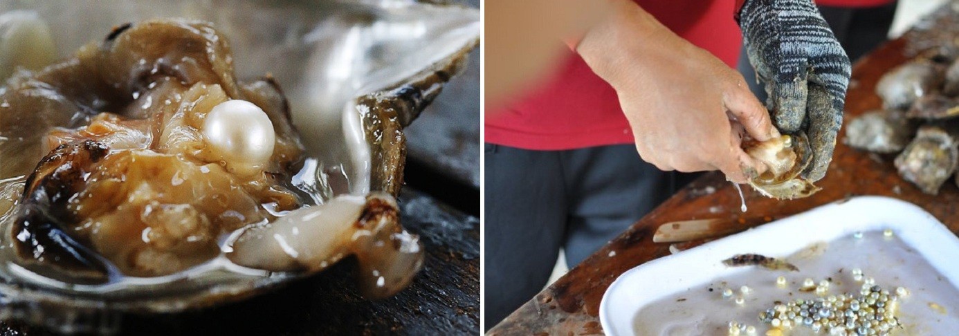 Nuôi cấy ngọc trai – nghề truyền thống của người dân làng chài Hàm Ninh