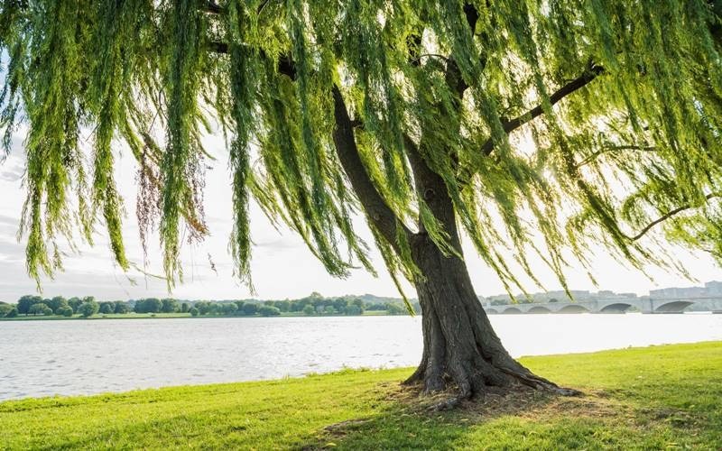 Nam và nữ Quý Mùi 2003 có cung mệnh khác nhau, dẫn đến hướng nhà hợp phong thủy cũng khác